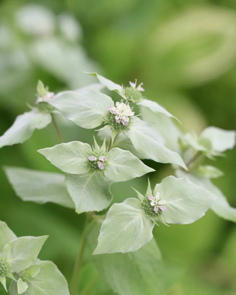 Pycnanthemum Muticum