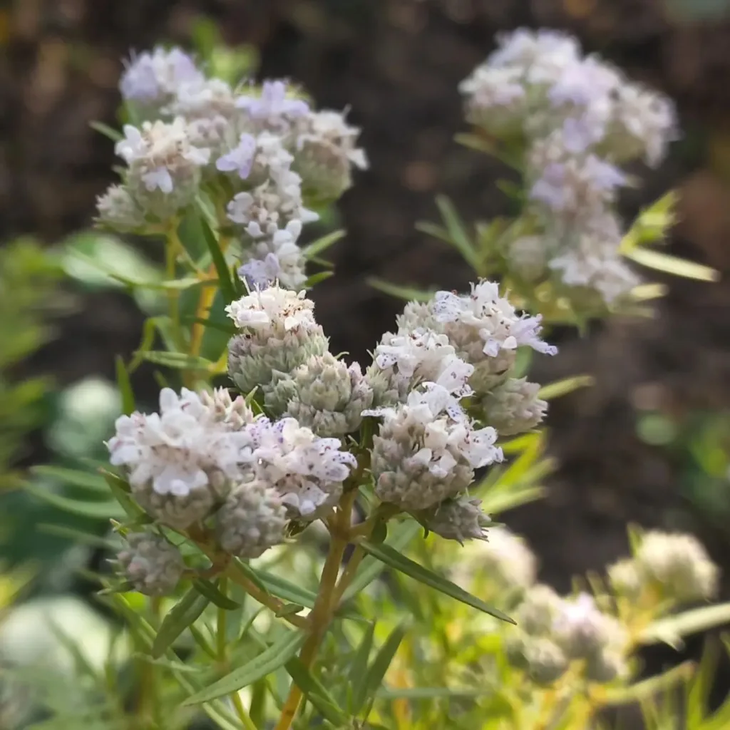 Pycnanthemum Tenuifolium