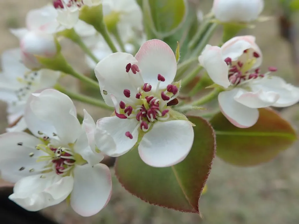 Pyrus Pyrifolia