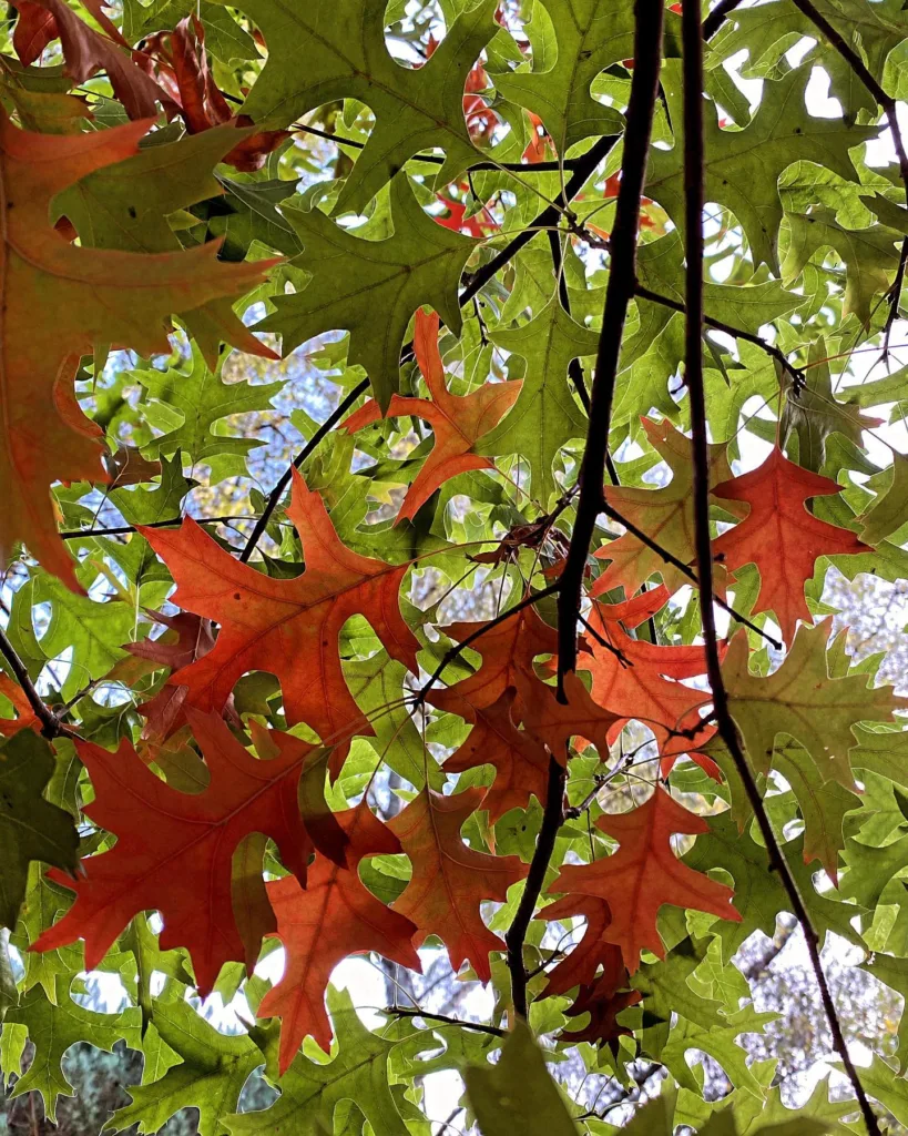 Quercus Buckleyi