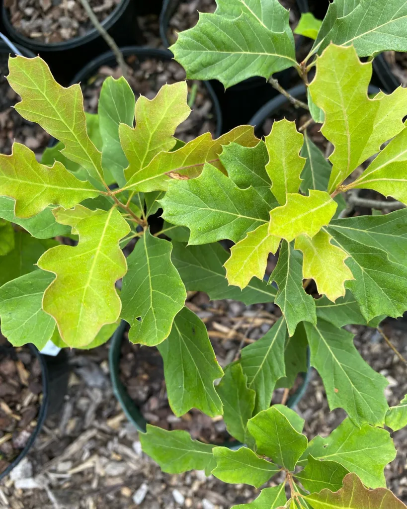 Quercus Ilicifolia