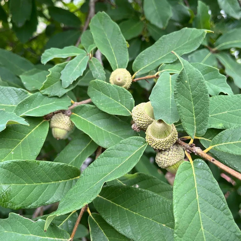 Quercus Polymorpha