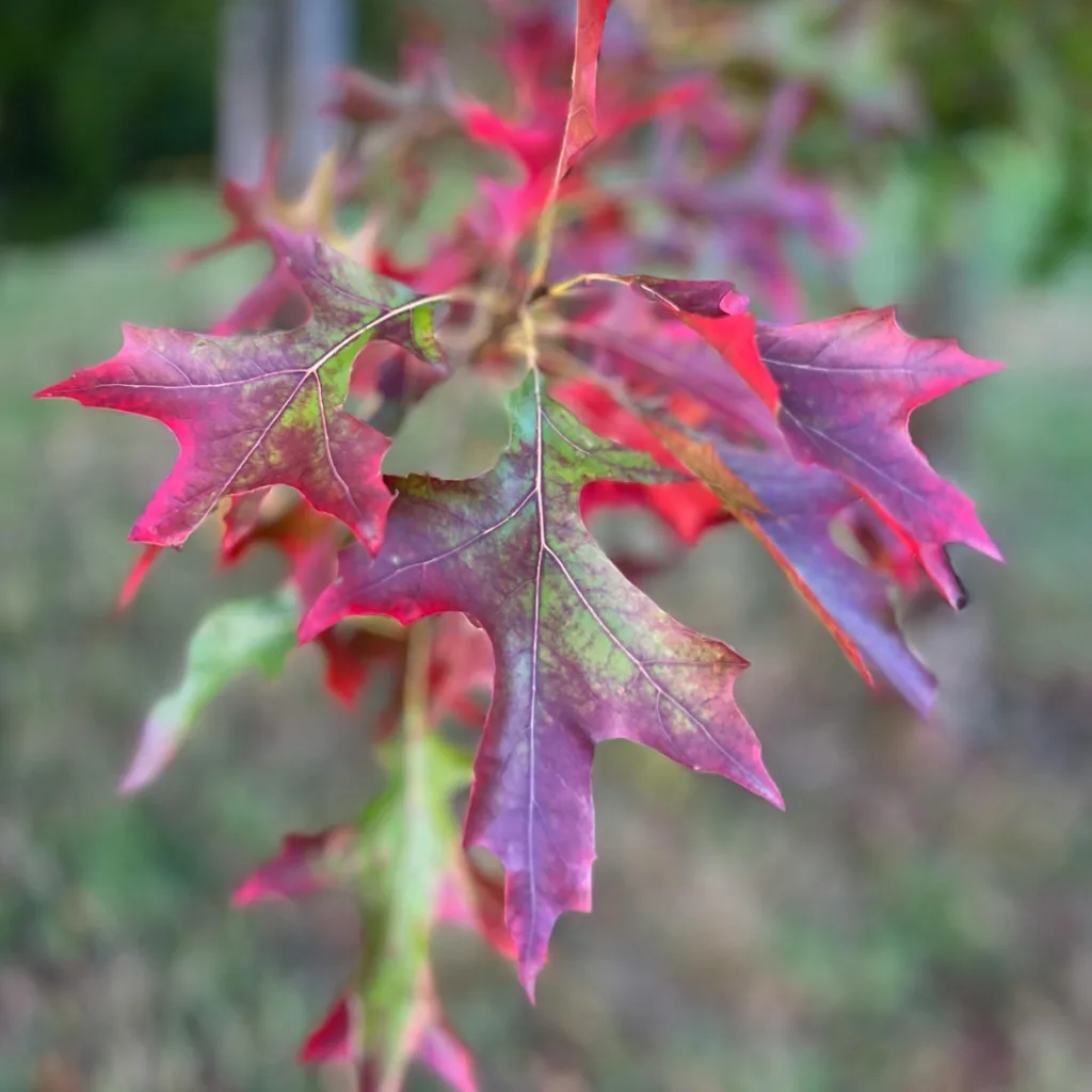 Quercus Velutina