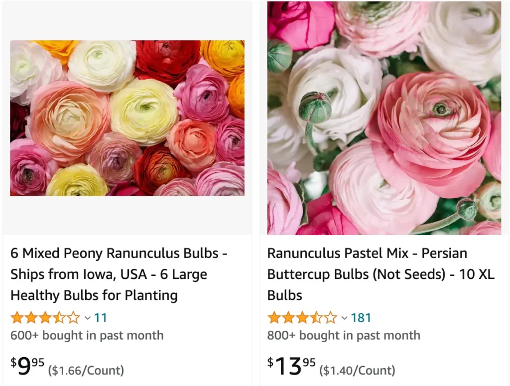 Ranunculus Bulbosus | Monsteraholic