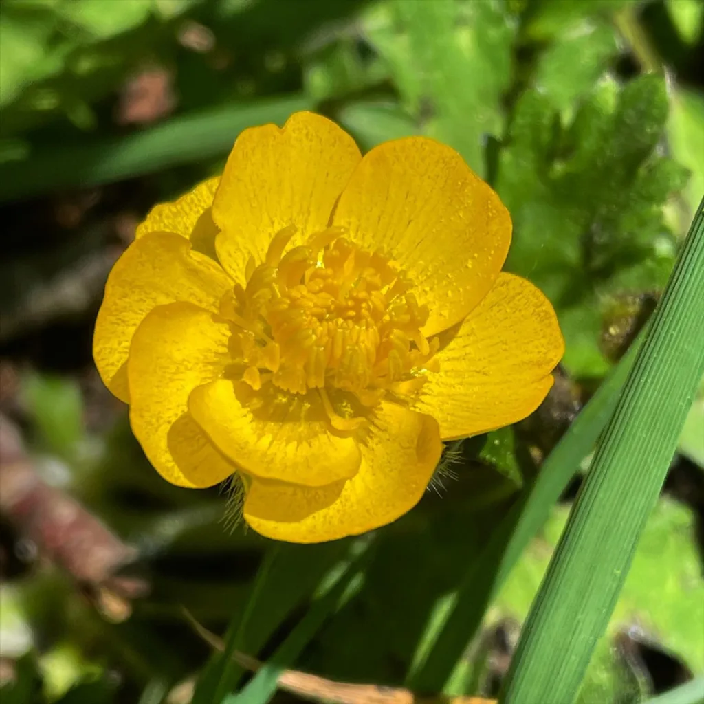 Ranunculus Bulbosus