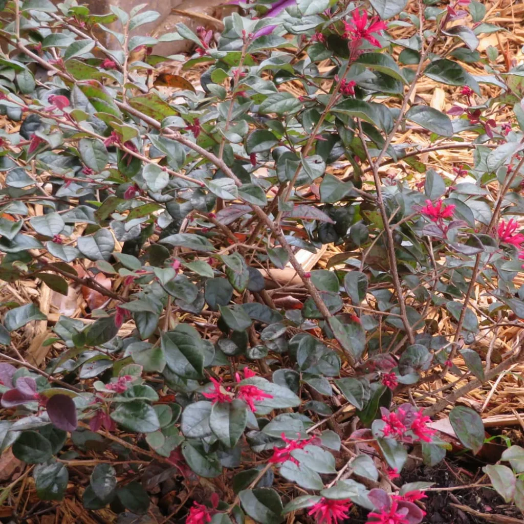 Red Diamond Loropetalum