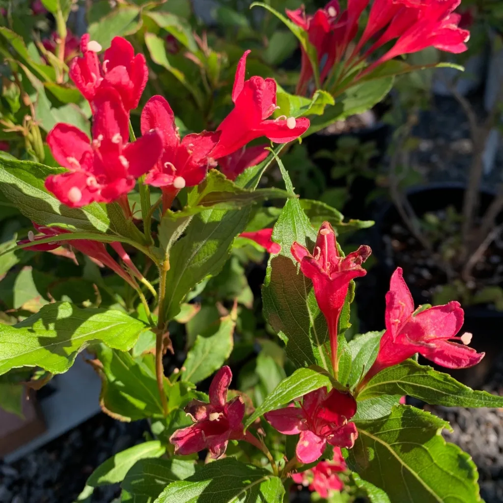 Red Prince Weigela