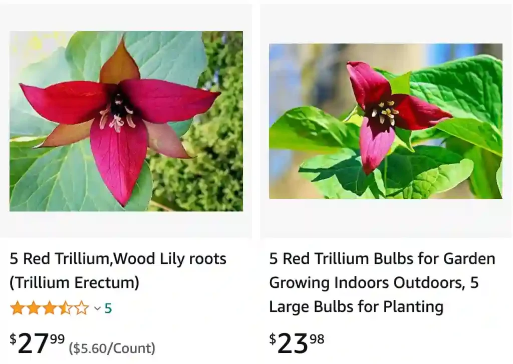 Red Trillium | Monsteraholic