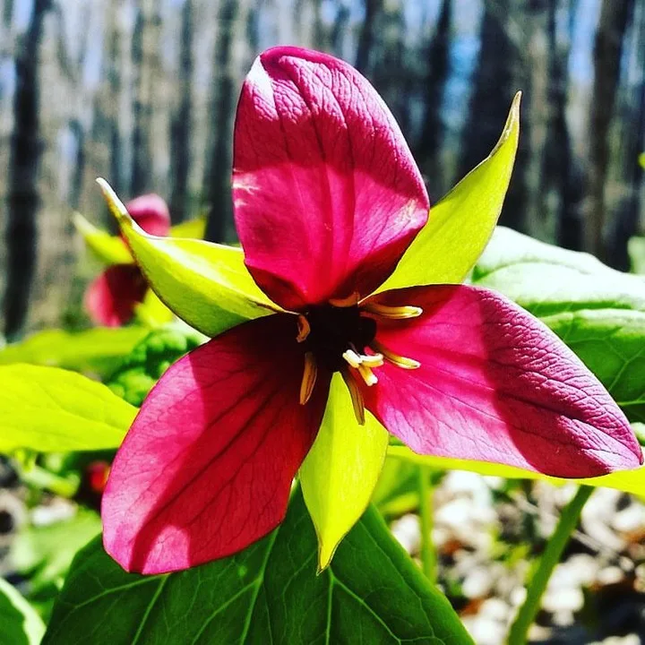 Red Trillium