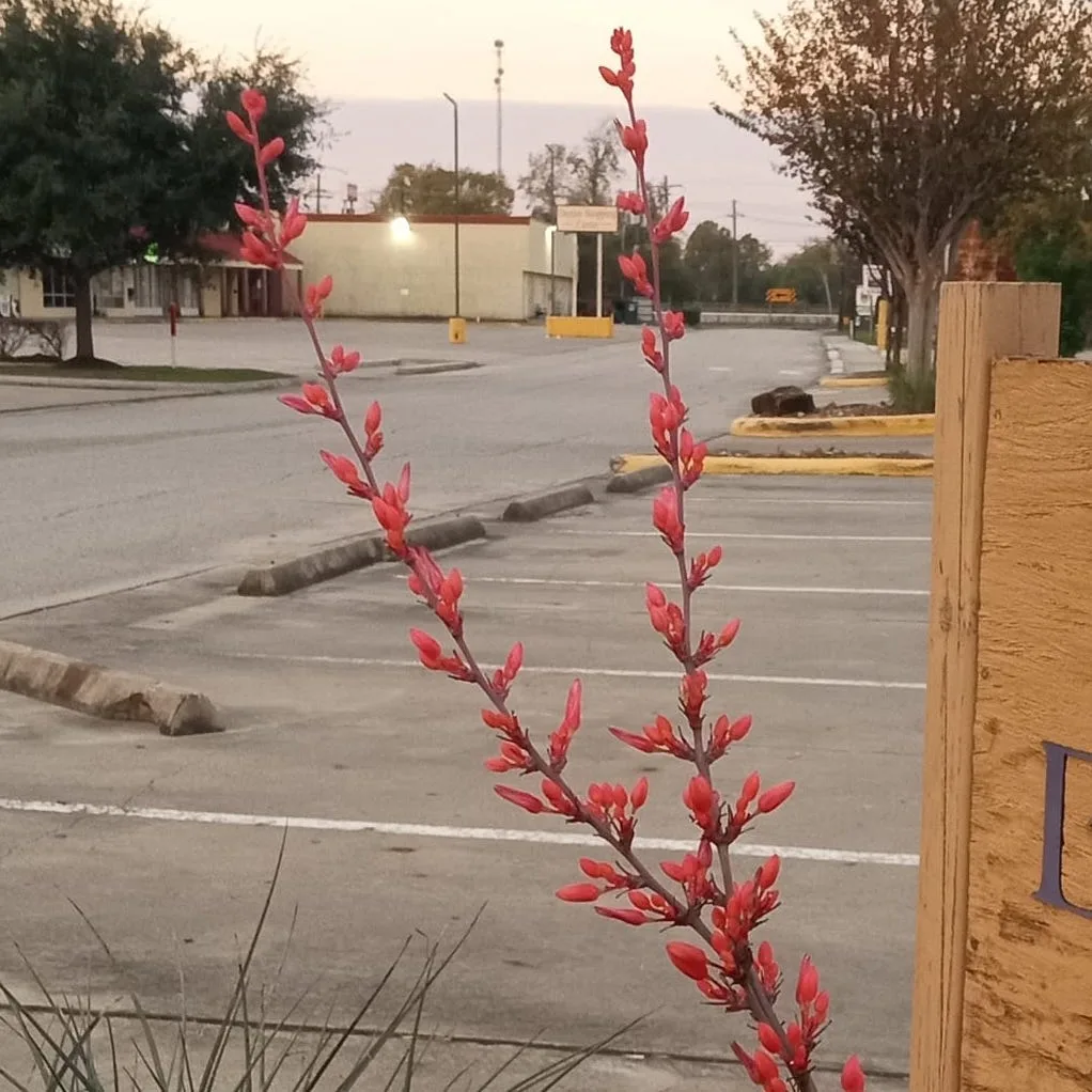 Red Yucca Plant