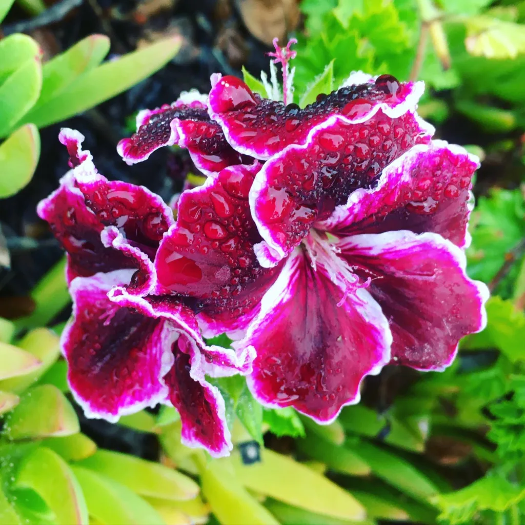 Regal Pelargonium