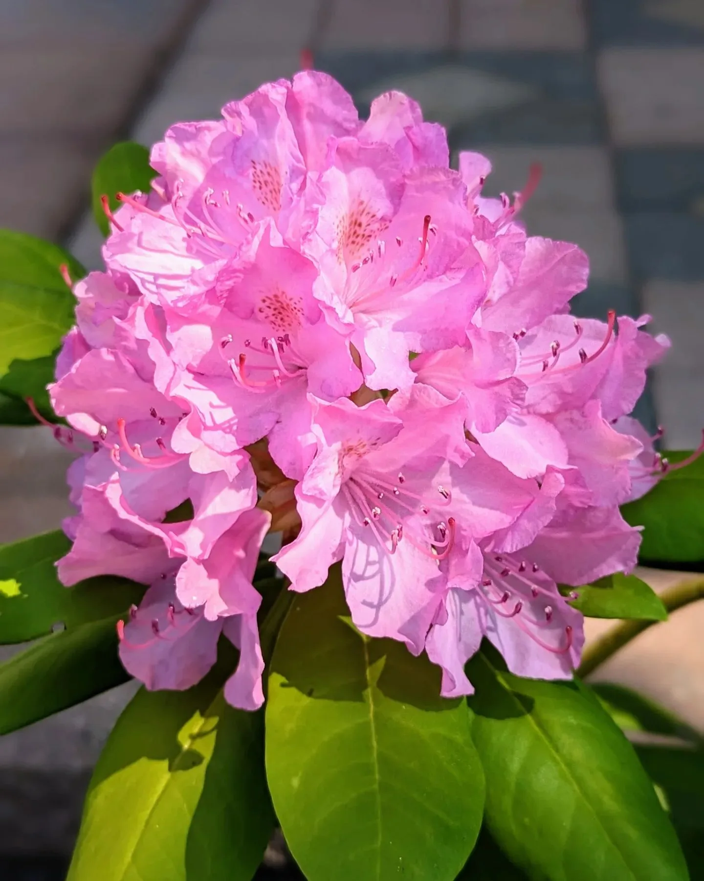 Plant FAQs: Rhododendron English Roseum