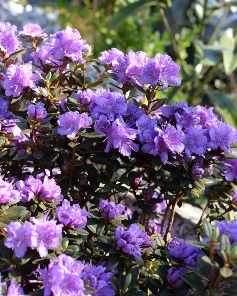 Rhododendron Ramapo