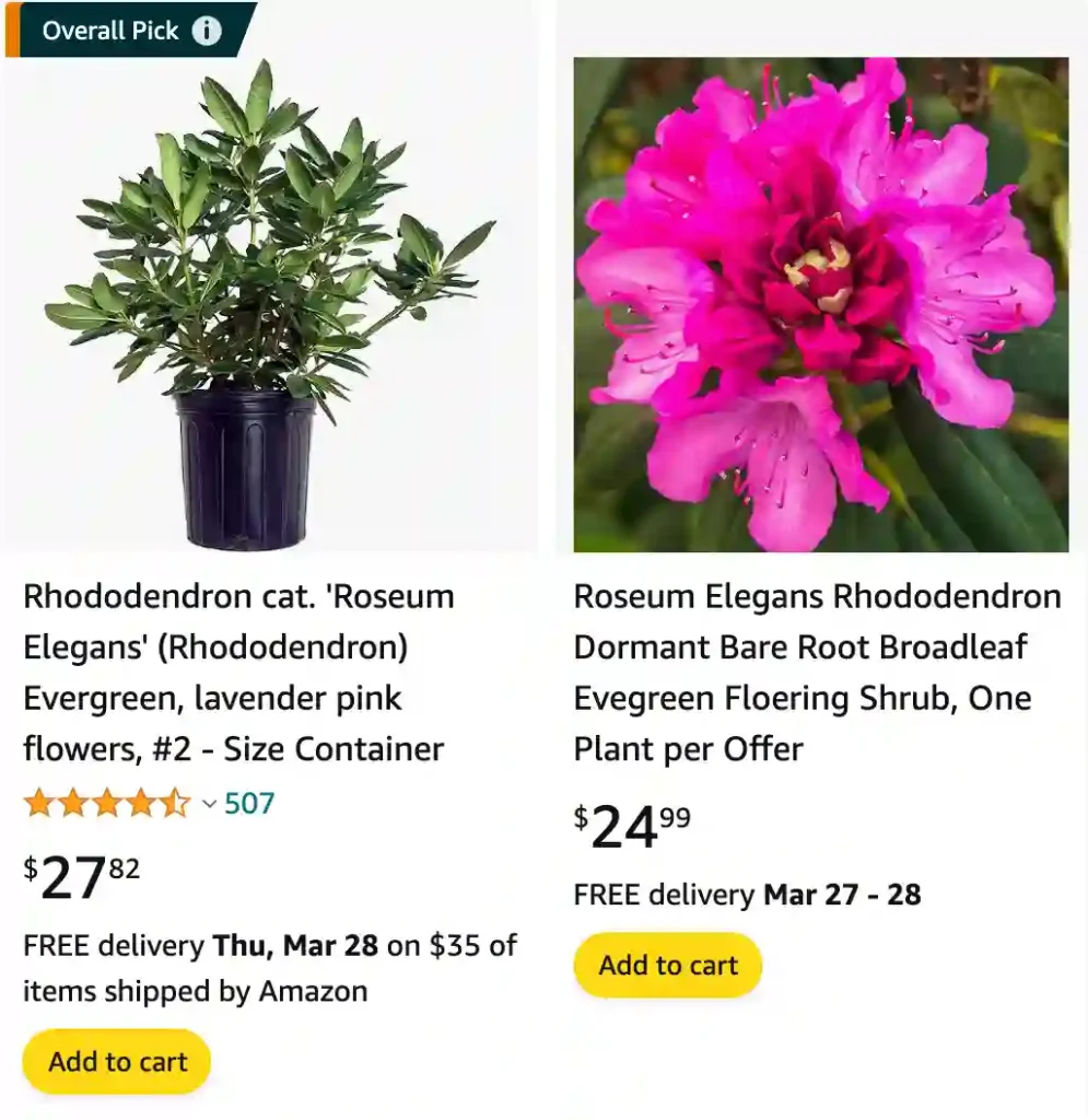 Rhododendron Roseum Elegans | Monsteraholic
