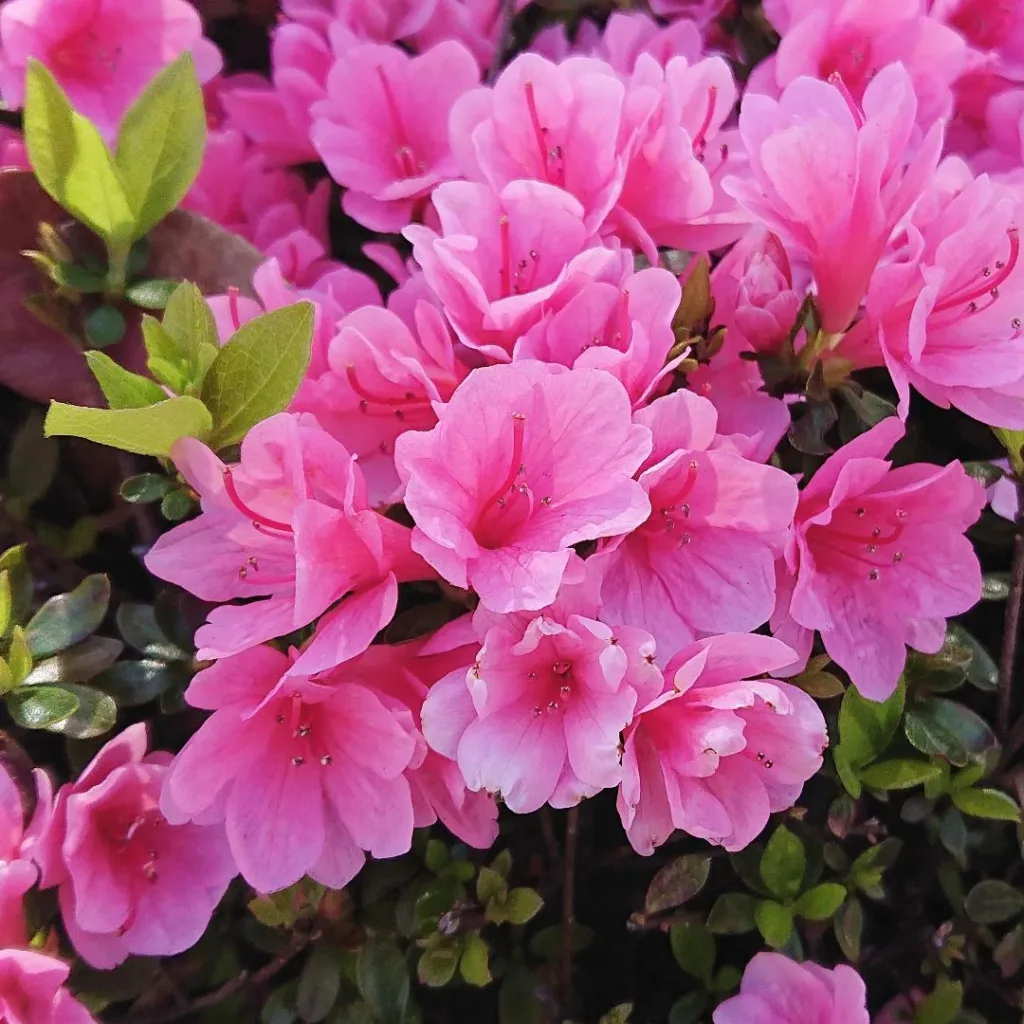 Rhododendron Simsii