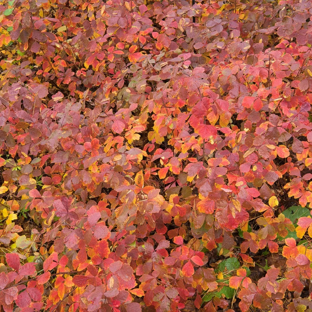 Plant FAQs Rhus Aromatica GroLow