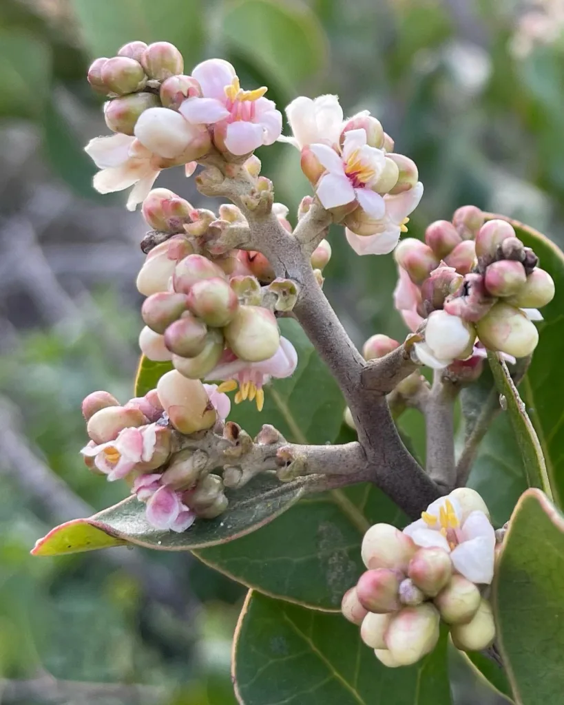 Rhus Integrifolia