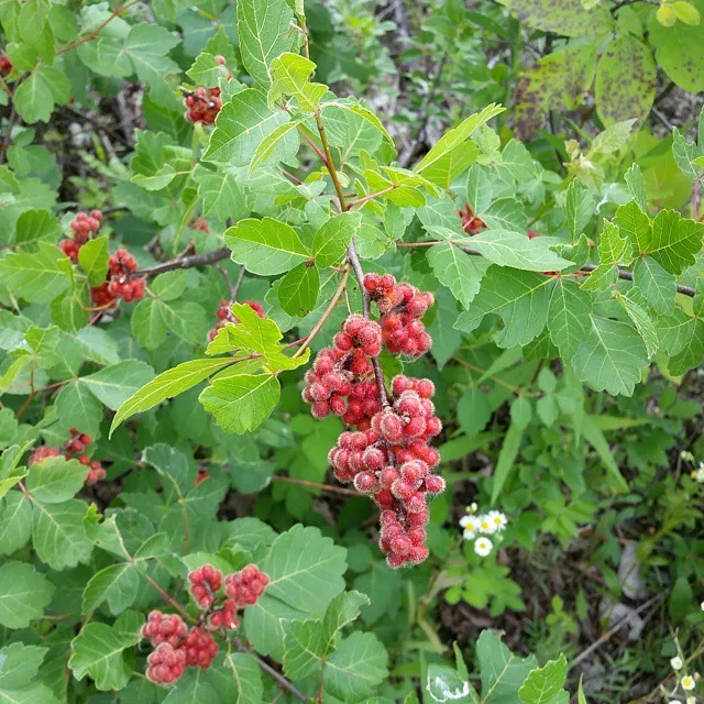 Rhus Trilobata