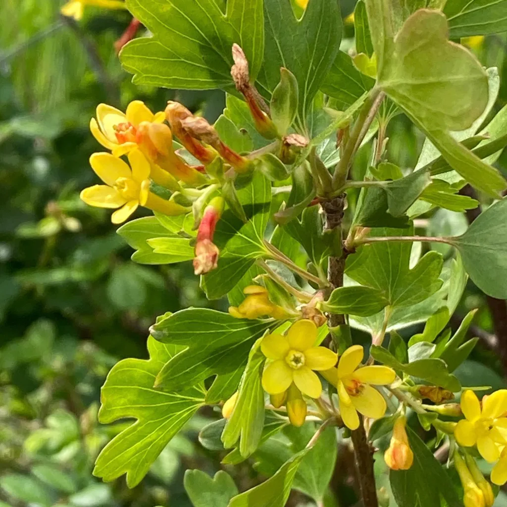 Ribes Aureum