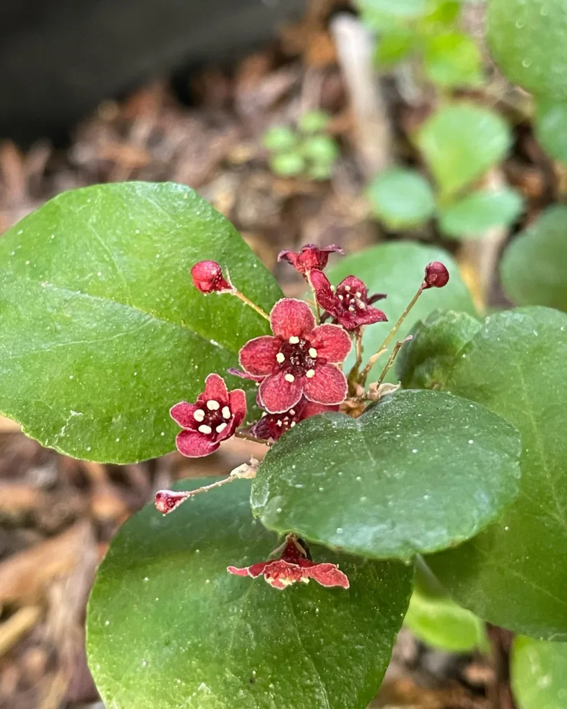 Ribes Viburnifolium