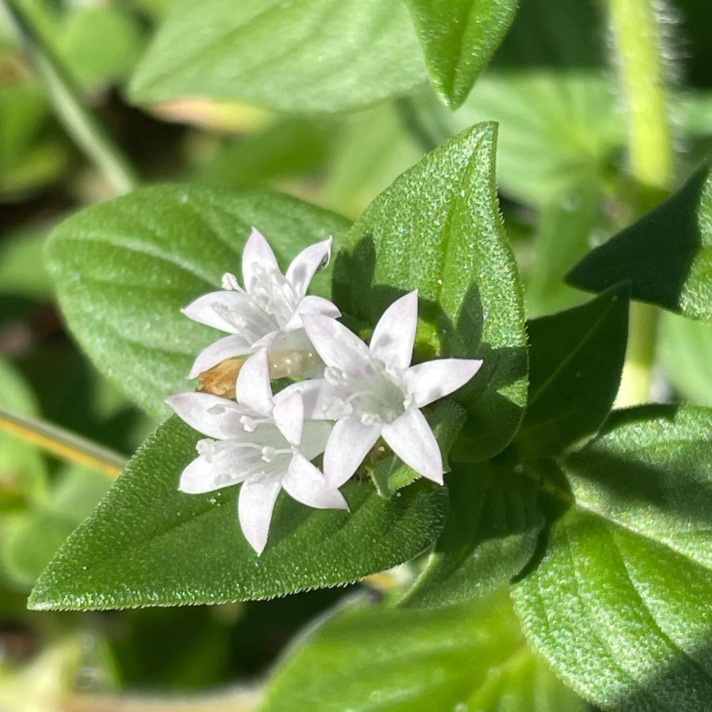 Plant FAQs Richardia Scabra