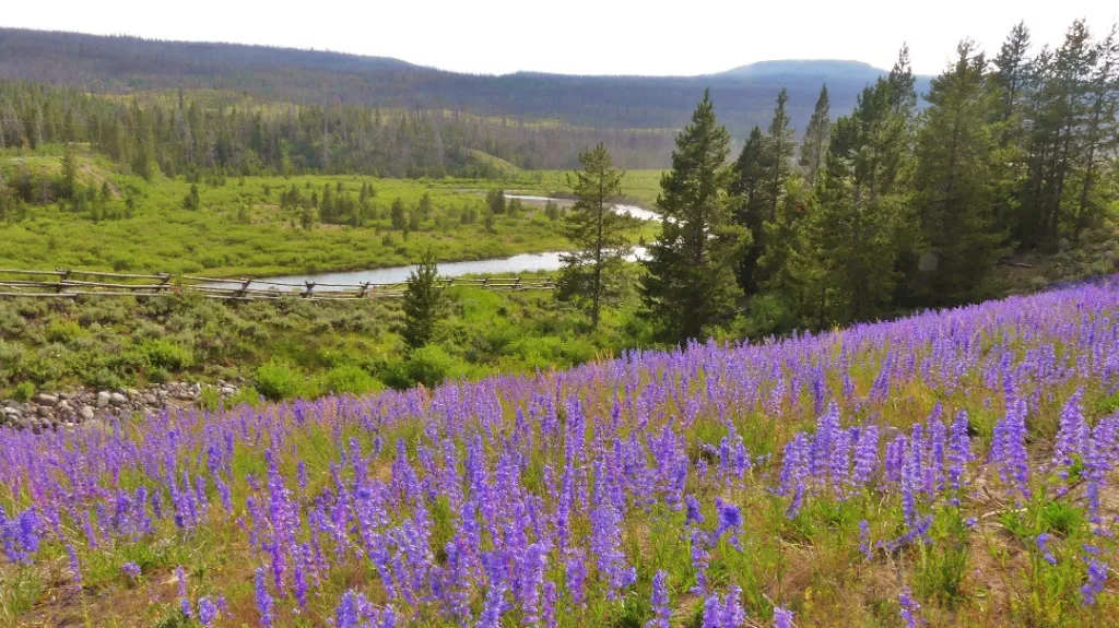 Rocky Mountain Penstemon