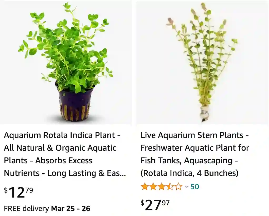 Rotala Indica | Monsteraholic