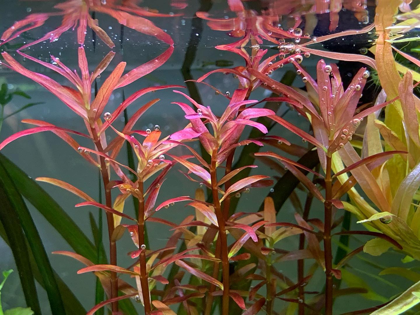 Rotala Rotundifolia