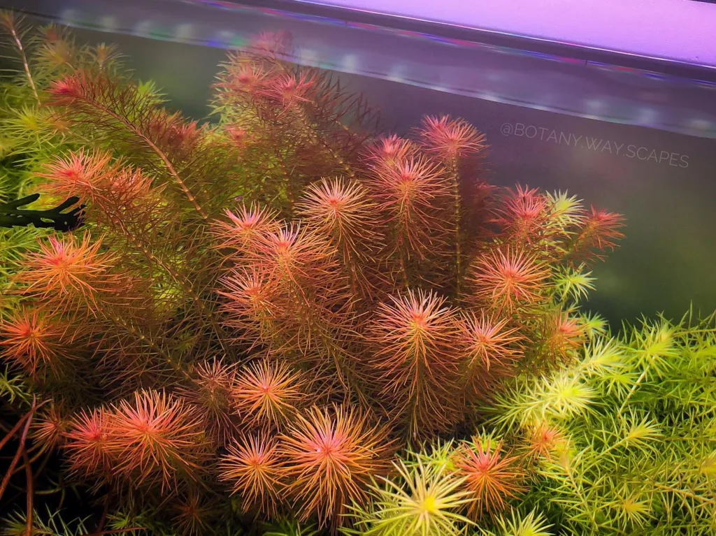 Rotala Wallichii