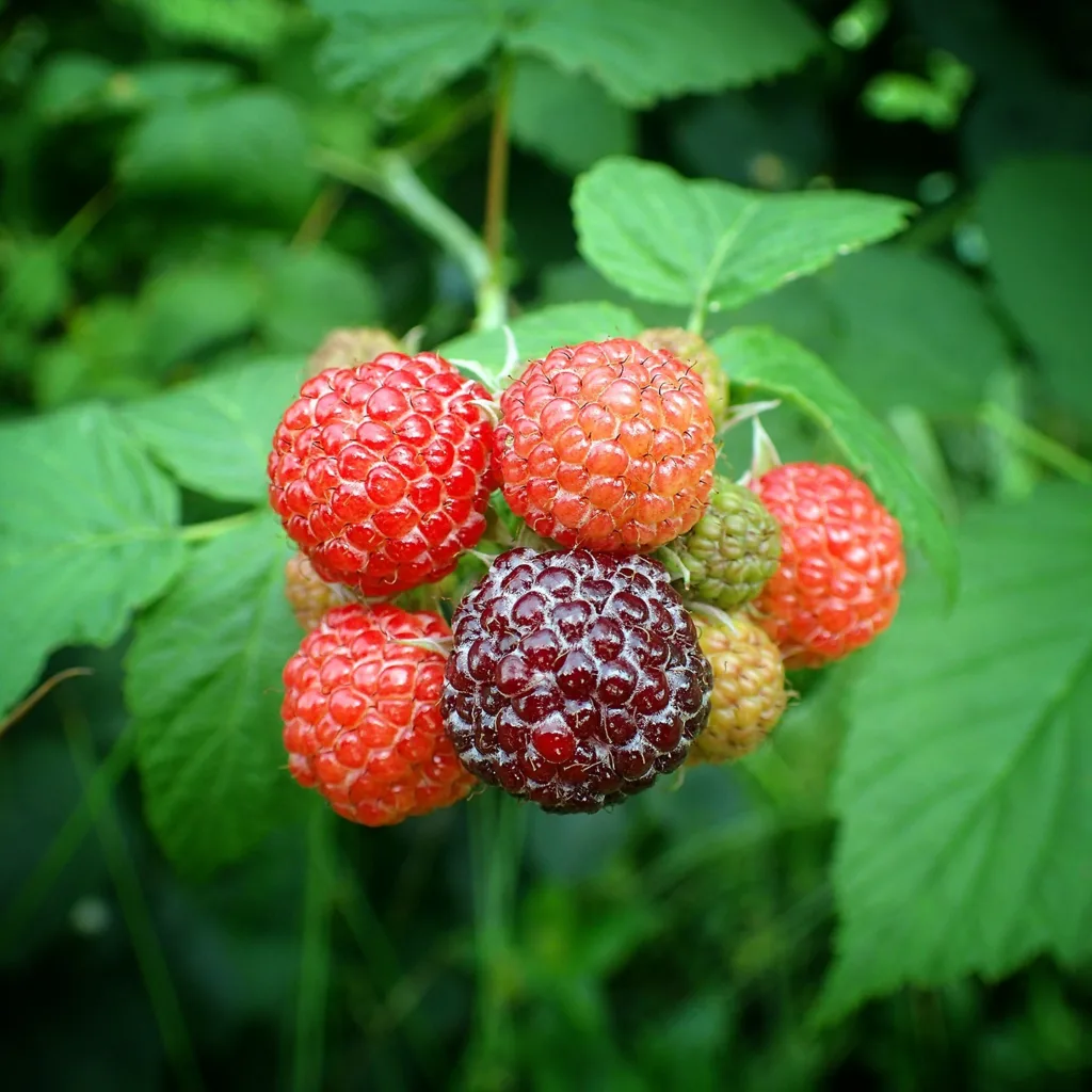 Rubus Loganobaccus