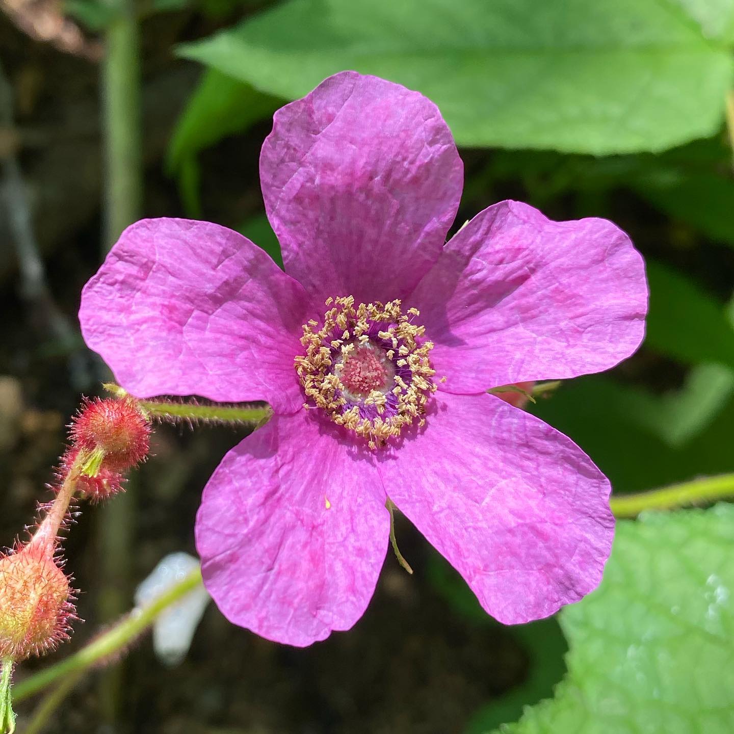 Rubus Odoratus