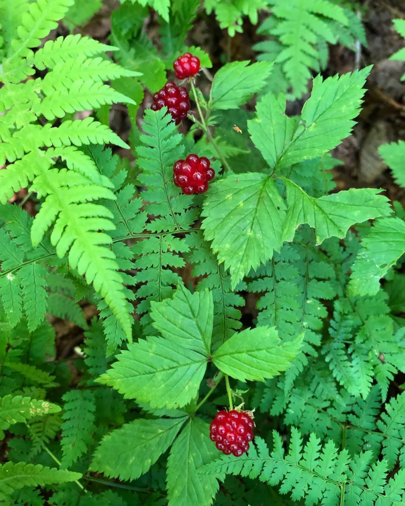 Rubus Pubescens