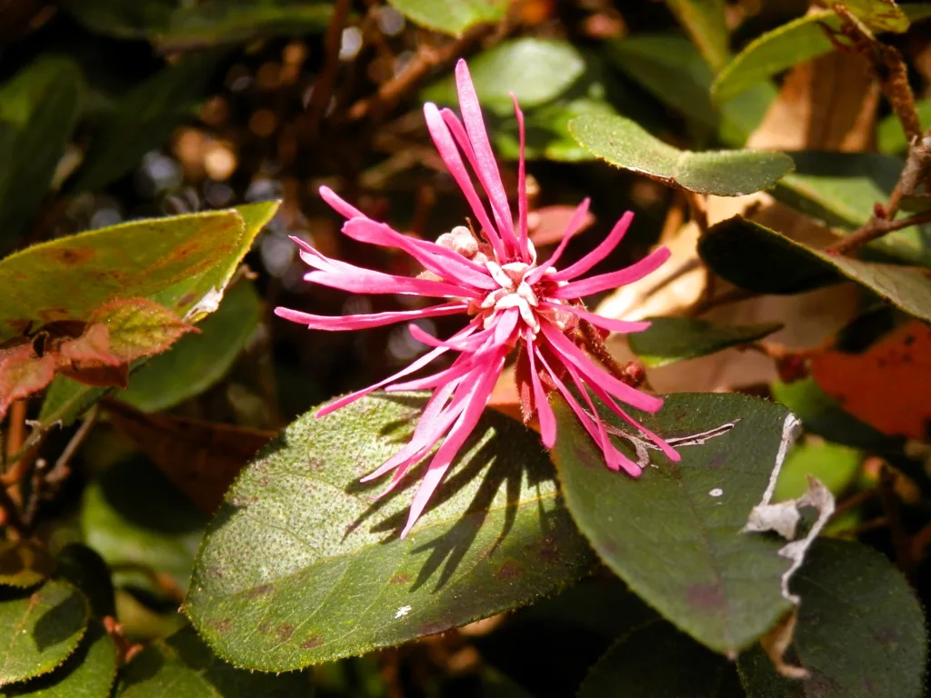 Ruby Loropetalum