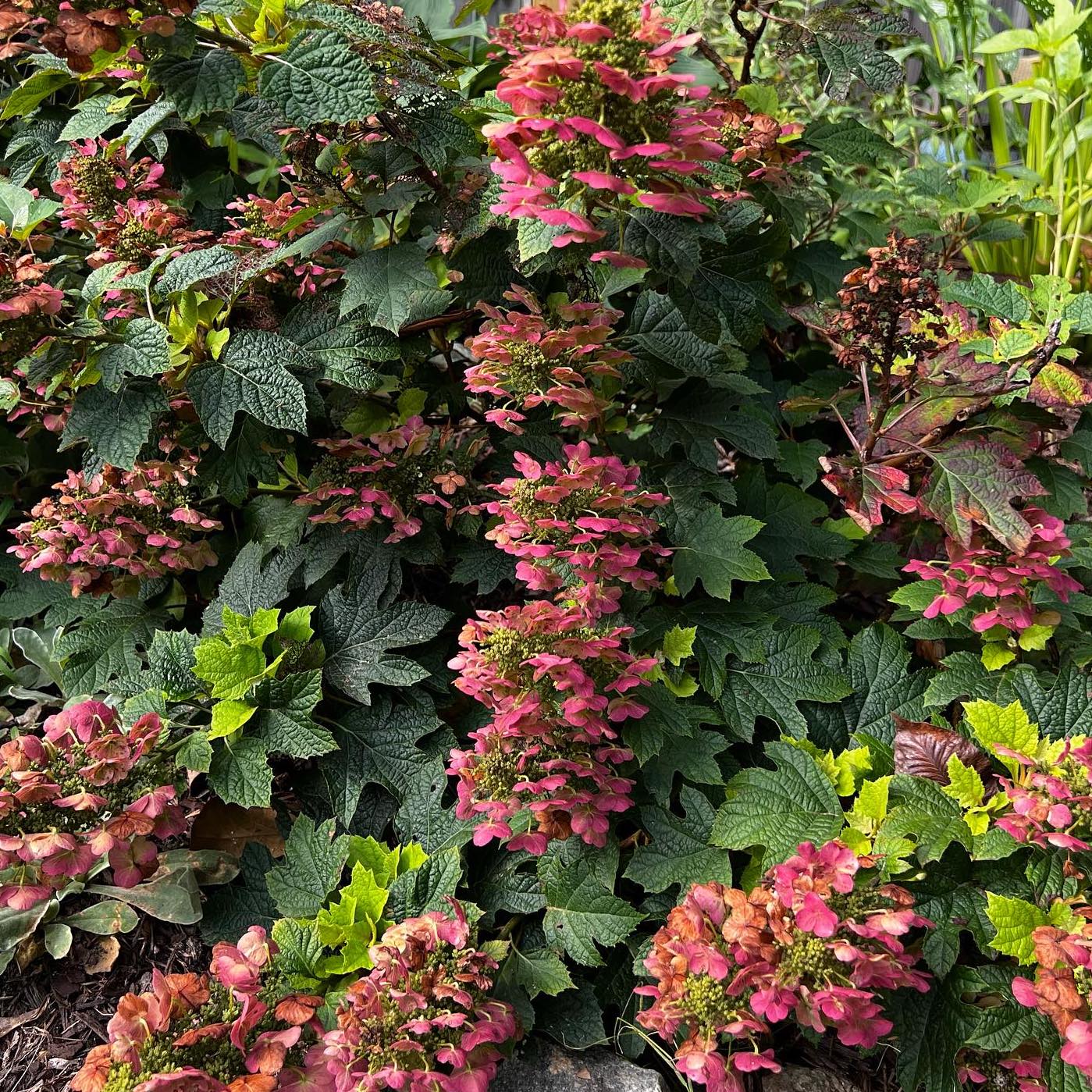 Plant FAQs Ruby Slippers Hydrangea