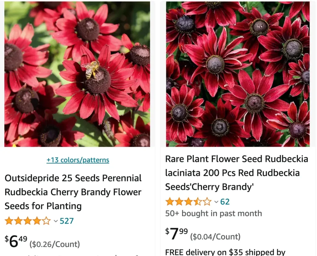 Rudbeckia Cherry Brandy | Monsteraholic