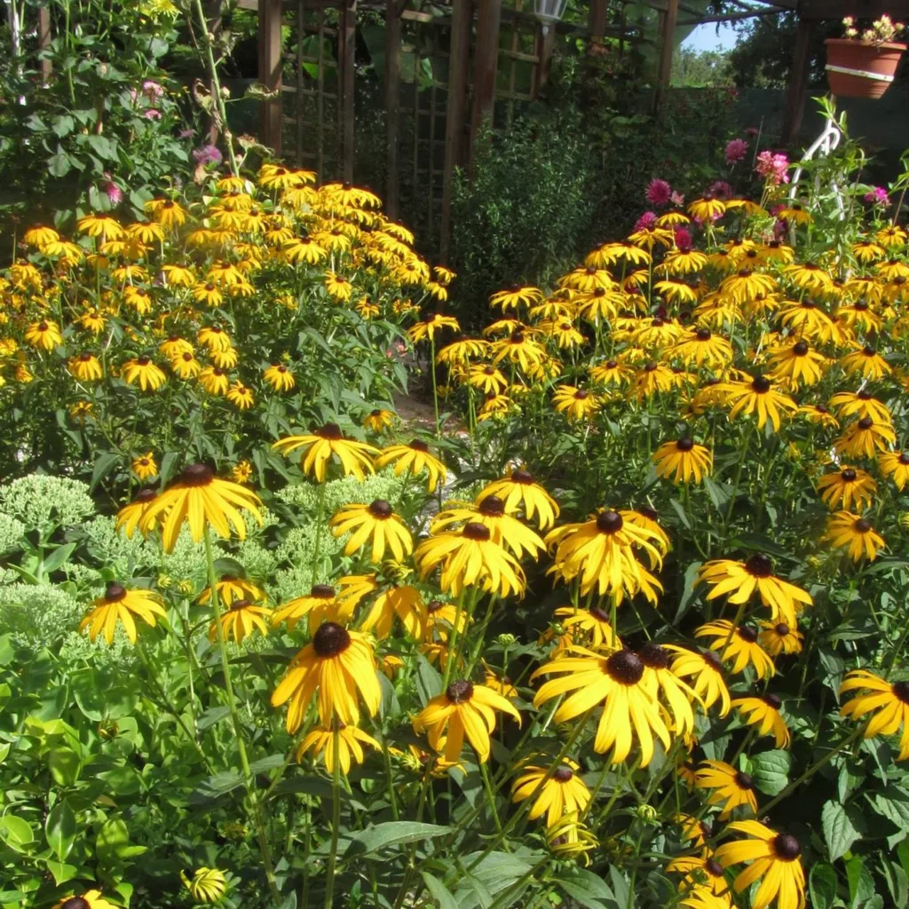 Rudbeckia Fulgida