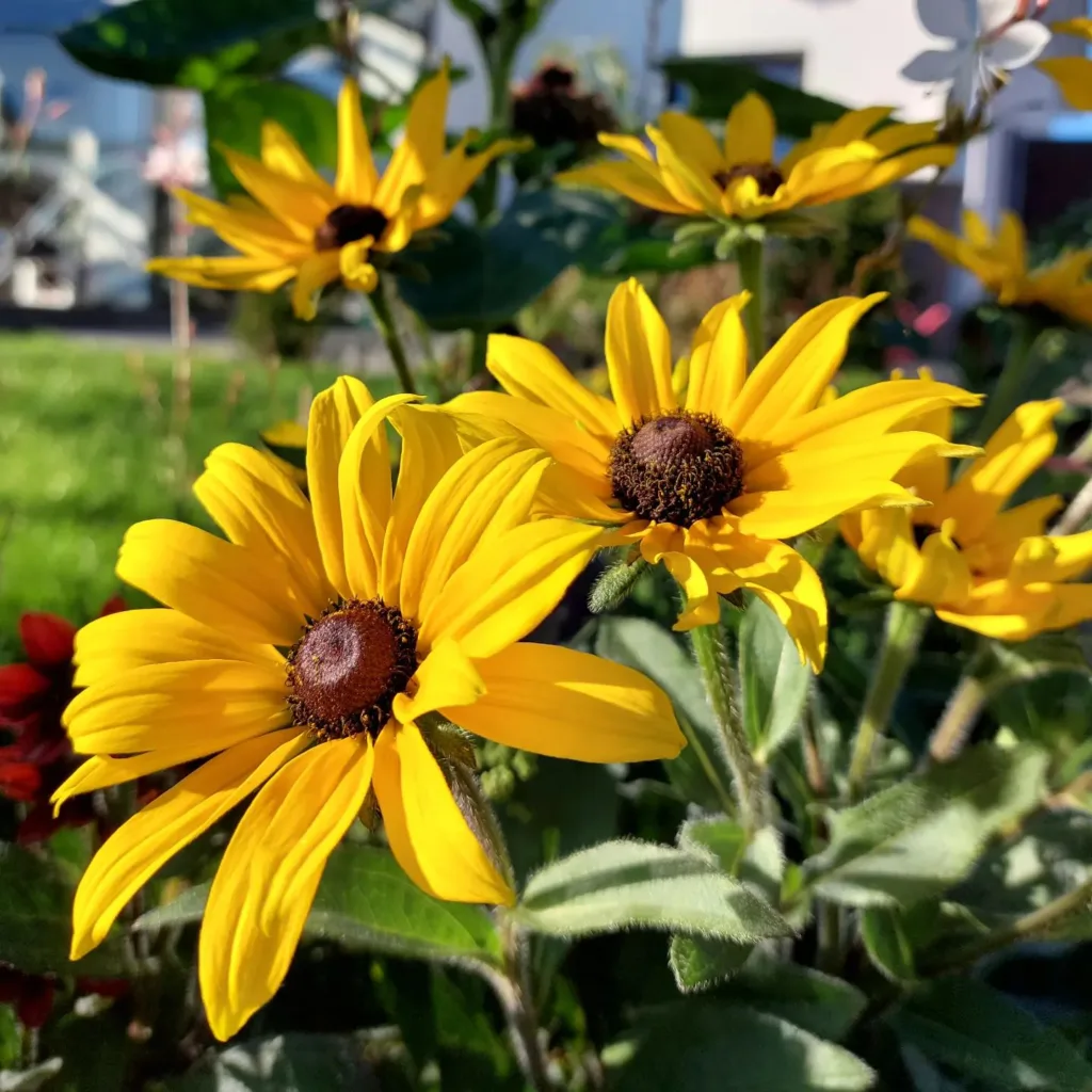 Rudbeckia Indian Summer