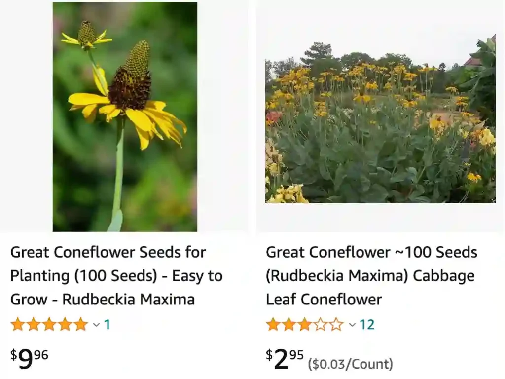 Rudbeckia Maxima | Monsteraholic