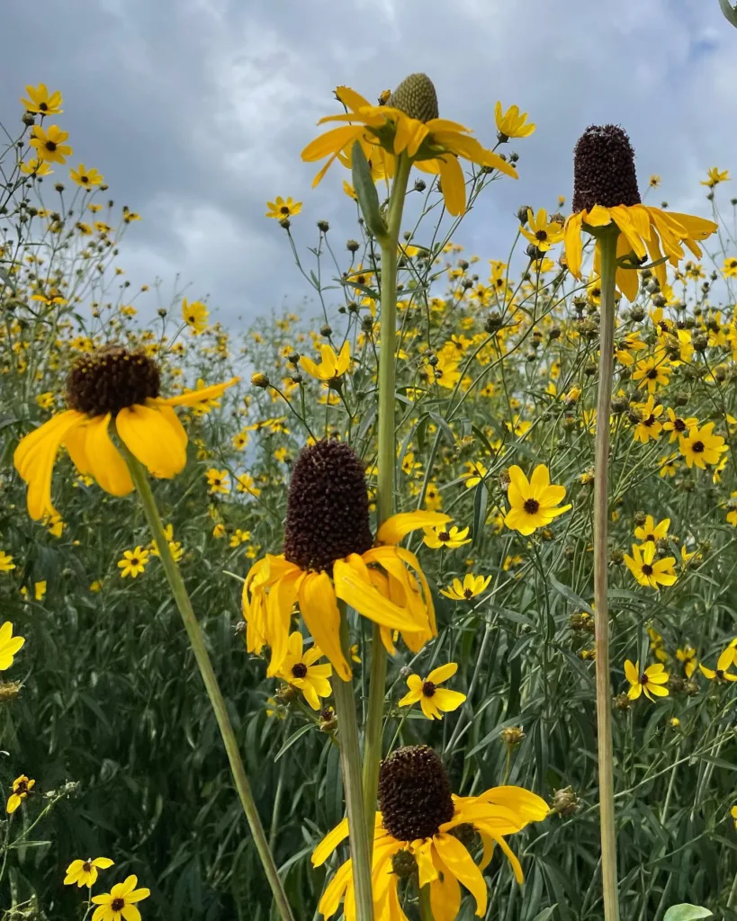 Rudbeckia Maxima