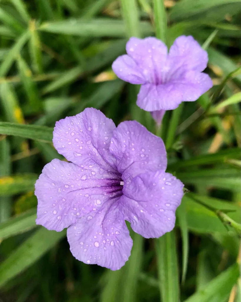 Ruellia Brittoniana