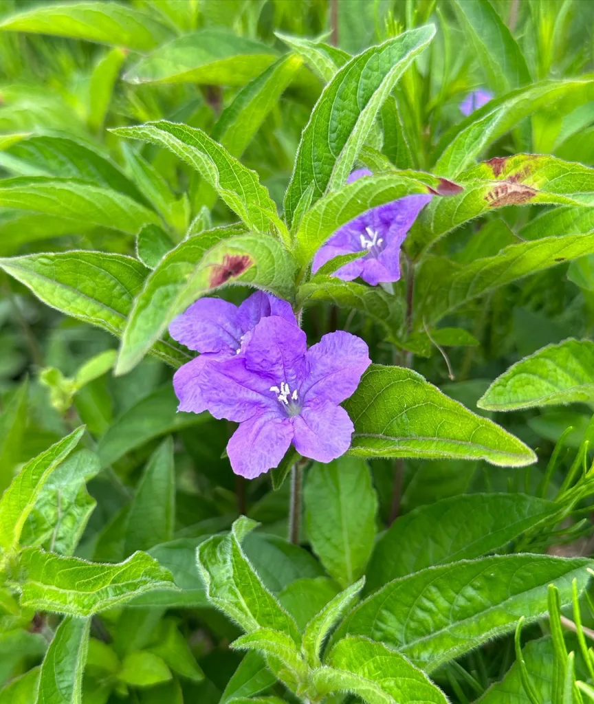 Ruellia Caroliniensis