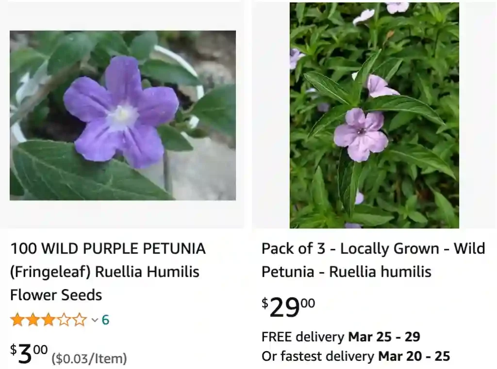 Ruellia Humilis 1 | Monsteraholic