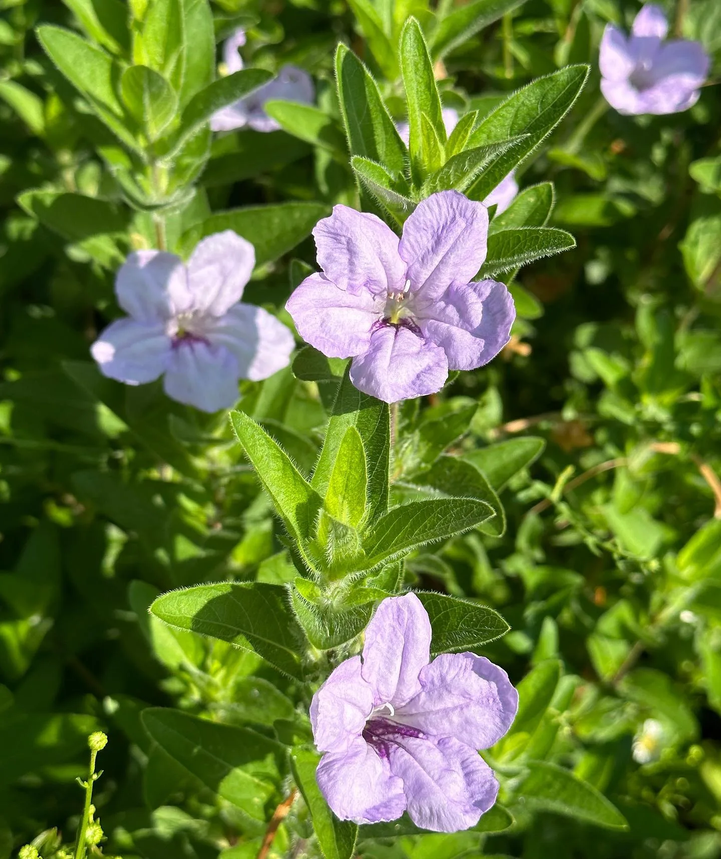 Plant FAQs: Ruellia Humilis