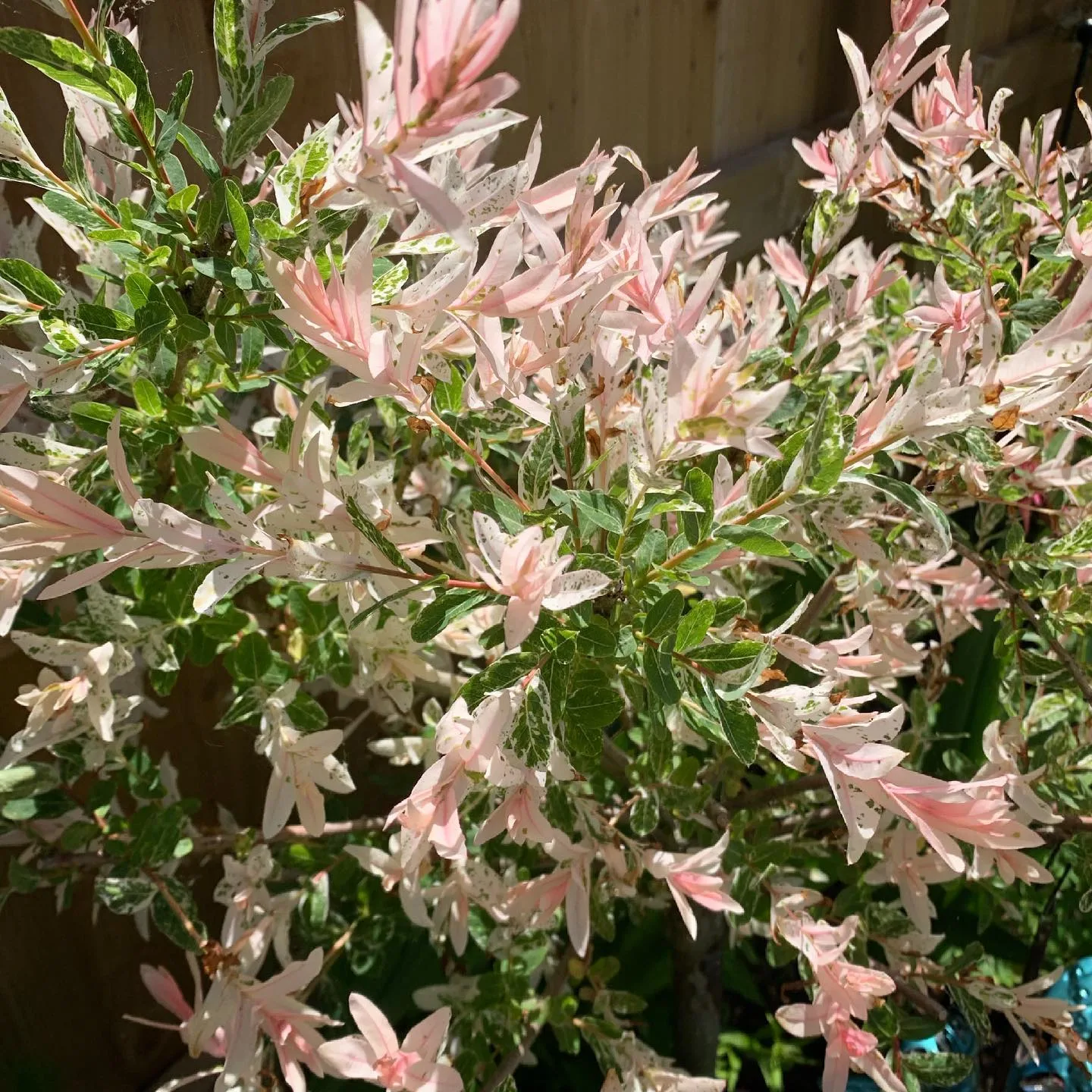 Plant FAQs Salix Integra