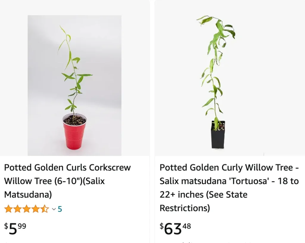 Salix Matsudana | Monsteraholic