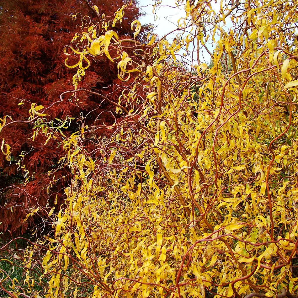 Salix Matsudana