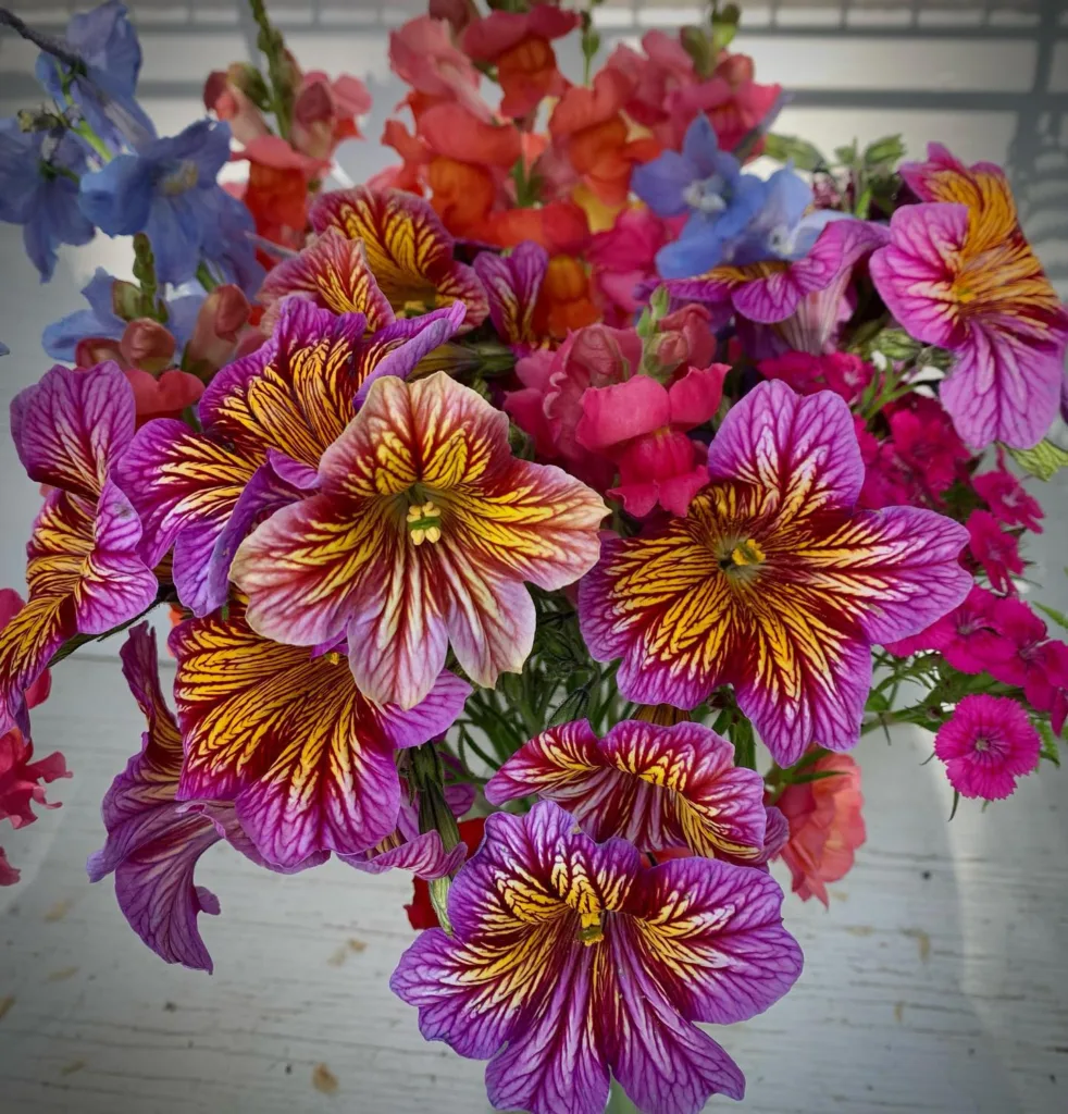 Salpiglossis