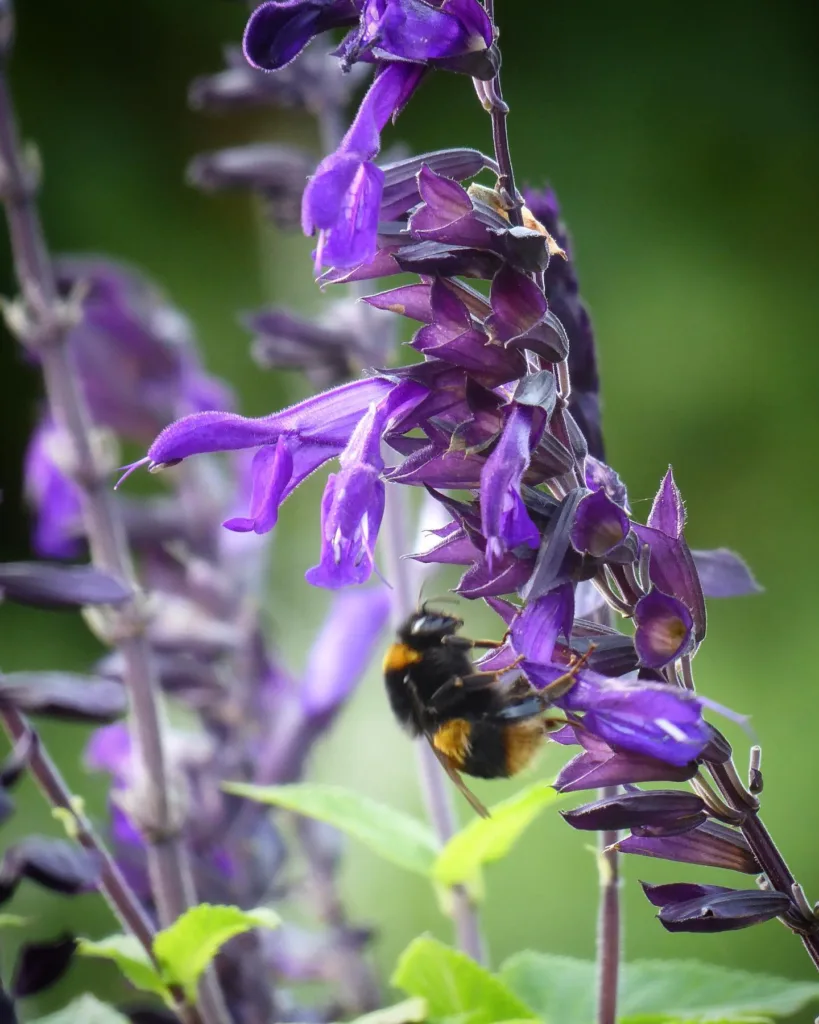 Salvia Amistad