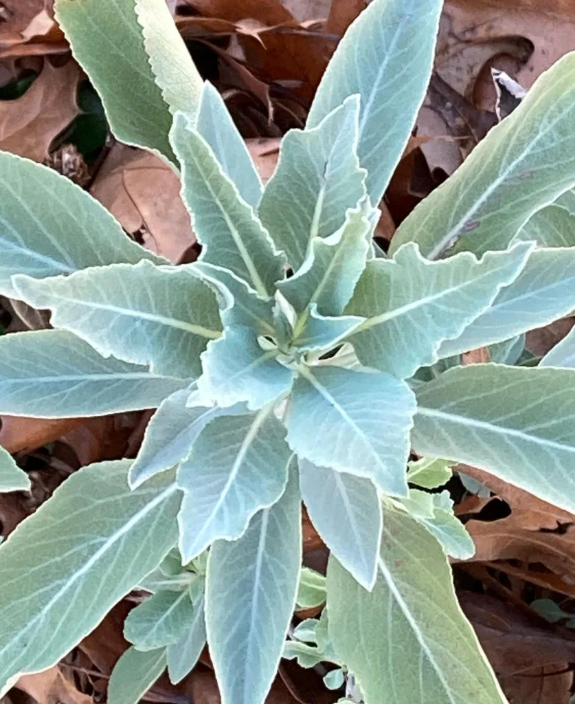 Salvia Apiana