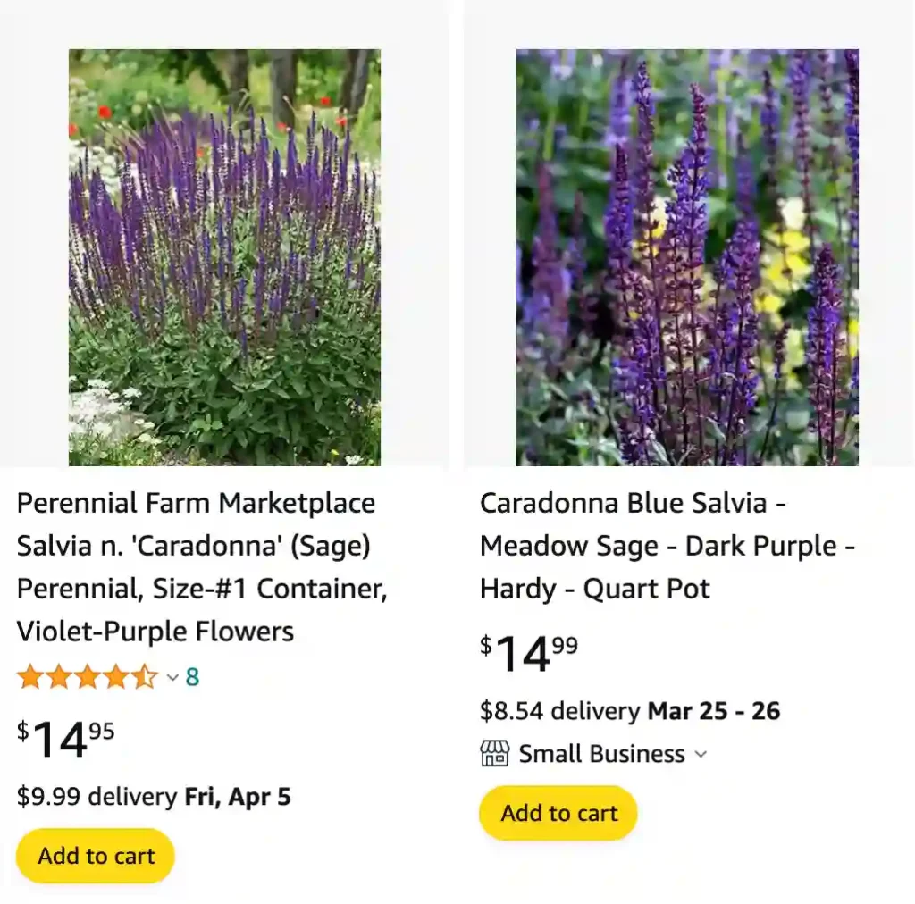 Salvia Caradonna | Monsteraholic